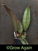 Load image into Gallery viewer, Psychopsis Mendenhall 'Hildos'