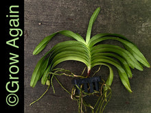 Load image into Gallery viewer, Aerides Rosea var. alba