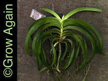 Load image into Gallery viewer, Rhy. Coelestis var. coerulea (Blue)