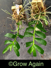 Load image into Gallery viewer, Den. Nestor 'Red Dragon'