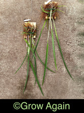 Load image into Gallery viewer, Bl. Amethyst