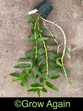 Load image into Gallery viewer, Den. Paul Mito