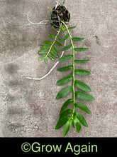 Load image into Gallery viewer, Den. Paul Mito