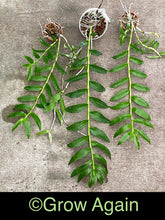 Load image into Gallery viewer, Den. Anosmum var. alba 'SU'