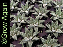 Load image into Gallery viewer, Haworthia Miami