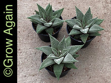 Load image into Gallery viewer, Haworthia Miami