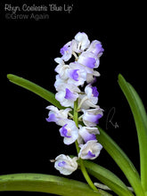 Load image into Gallery viewer, Rhy. Coelestis var. coerulea (Blue)