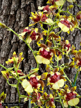 Load image into Gallery viewer, Onc. Space Race 'Coco"