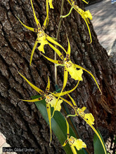 Load image into Gallery viewer, Brsdm. Gilded Urchin