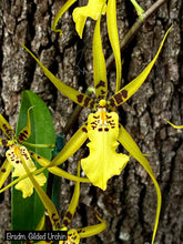 Load image into Gallery viewer, Brsdm. Gilded Urchin