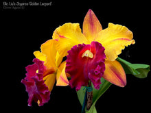 Load image into Gallery viewer, Rlc Liu's Joyance 'Water No. 8'