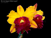 Load image into Gallery viewer, Rlc Liu's Joyance 'Water No. 8'