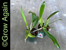 Load image into Gallery viewer, Rlc. Amazing Thailand