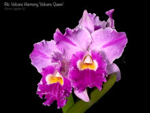 Load image into Gallery viewer, Blc. Volcano Harmony 'Volcano Queen'