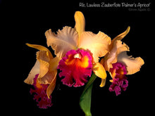 Load image into Gallery viewer, Blc Lawless Zauberflotte 'Palmer Apricot'