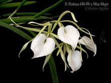 Load image into Gallery viewer, B. Nodosa x Mas Mejor