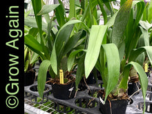 Load image into Gallery viewer, Bllra. Tropic Lily 'Hilo Space Ship'