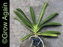 Load image into Gallery viewer, Rhy. Retusa