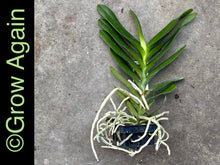 Load image into Gallery viewer, Aerides Houlletiana