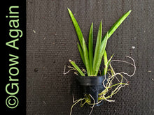 Load image into Gallery viewer, Tolumnia Jairak Firm 'Spotty'