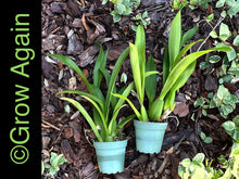 Load image into Gallery viewer, Dancing Lady