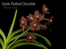 Load image into Gallery viewer, V. Redland Chocolate