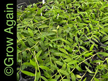 Load image into Gallery viewer, Den. Aphyllum 'Duke'