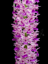 Load image into Gallery viewer, Rhy. Retusa