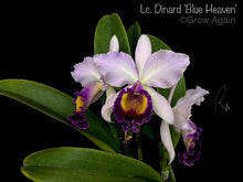 Load image into Gallery viewer, Lc. Dinard 'Blue Heaven'