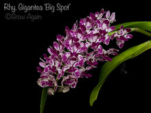 Load image into Gallery viewer, Rhy. Gigantea 'Big Spot'