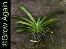 Load image into Gallery viewer, Rhy. Gigantea x Bangkok Sunset