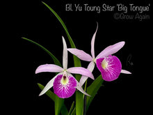 Load image into Gallery viewer, Bl. Yu Toung Star 'Big Tongue'