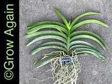 Load image into Gallery viewer, V. Kulwadee Fragrance x Dr. Anek, Varinta