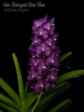 Load image into Gallery viewer, Vasco. Bangsai Star Blue
