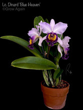 Load image into Gallery viewer, Lc. Dinard 'Blue Heaven'