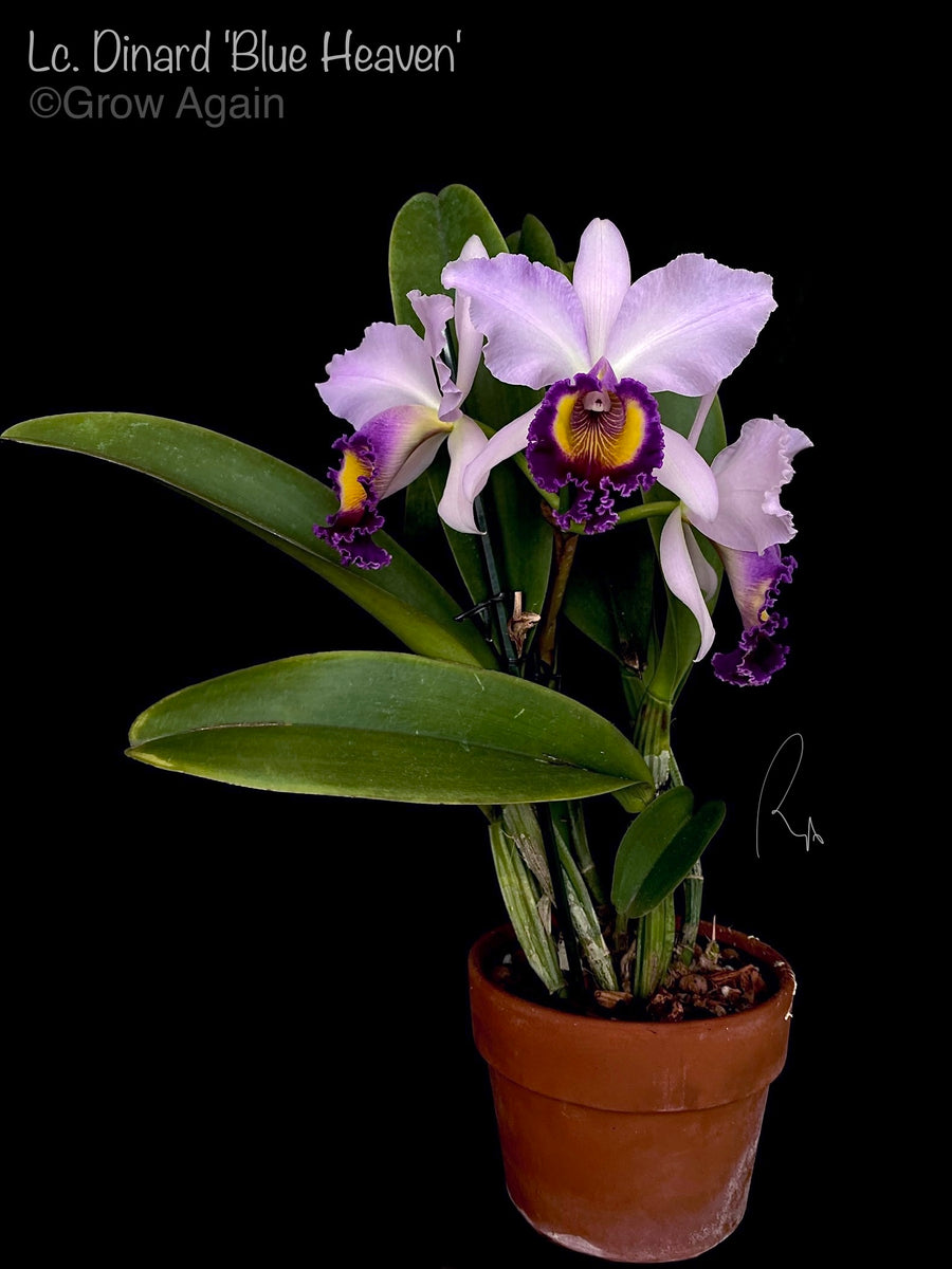 Lc. Dinard 'Blue Heaven' Grow Again Orchids