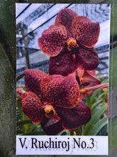 Load image into Gallery viewer, V. Ruchiroj No.3