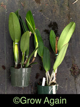 Load image into Gallery viewer, Blc. Fritz Nicholas 'Spring Dance'