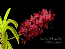 Load image into Gallery viewer, Vasco. Roll on Red