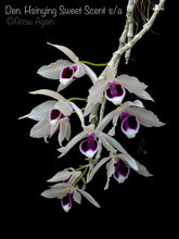 Load image into Gallery viewer, Den. Hsinying Sweet Scent var. semi alba