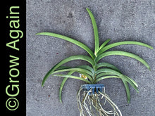 Load image into Gallery viewer, V. Prapathom Gold x Rasri Gold