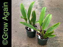 Load image into Gallery viewer, Lc. Dinard 'Blue Heaven'