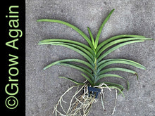 Load image into Gallery viewer, V. Ruchiroj No.3