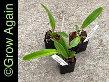 Load image into Gallery viewer, Cattleya Maxima var. coerulea (Stevie Ray Vaugham x sib Robert Johnson)