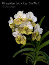 Load image into Gallery viewer, V. Prapathom Gold x Rasri Gold