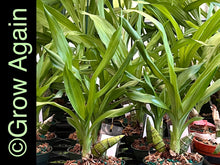 Load image into Gallery viewer, Ctsm. Fdk After Dark 'SVO Black Pearl'