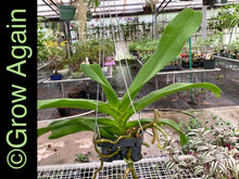 Load image into Gallery viewer, Rhy. Gigantea 'Big Spot'