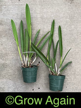 Load image into Gallery viewer, Bl. Bessho