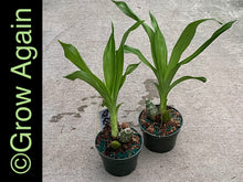 Load image into Gallery viewer, Ctsm. Fdk After Dark 'SVO Black Pearl'