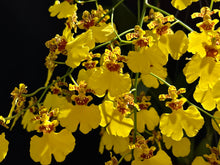 Load image into Gallery viewer, Dancing Lady